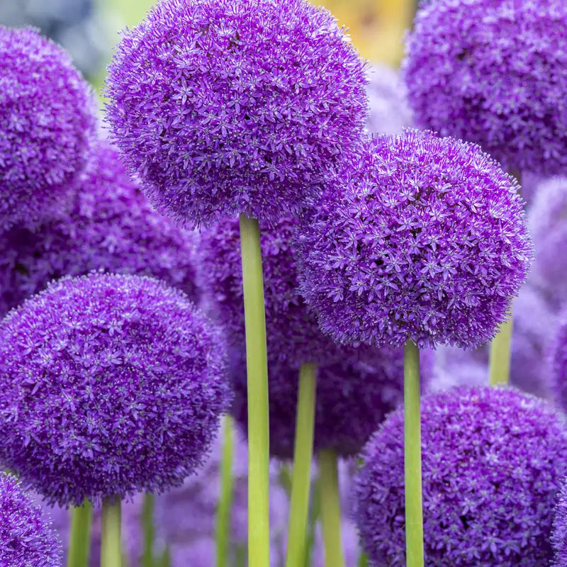 Home 14 Alliums