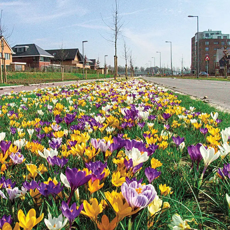 Home 16 Crocus