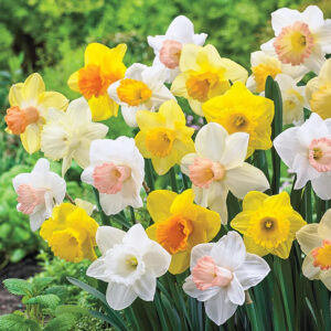 Bulbs From Holland Since 1818 - Breck's Flower Bulbs