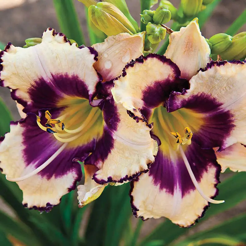 Home 12 Daylilies ad081788 d36e 4023 bad2 8eda0aeea19b