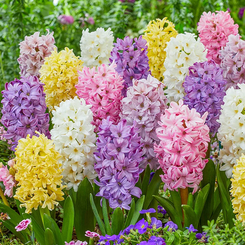 Home 15 Hyacinths