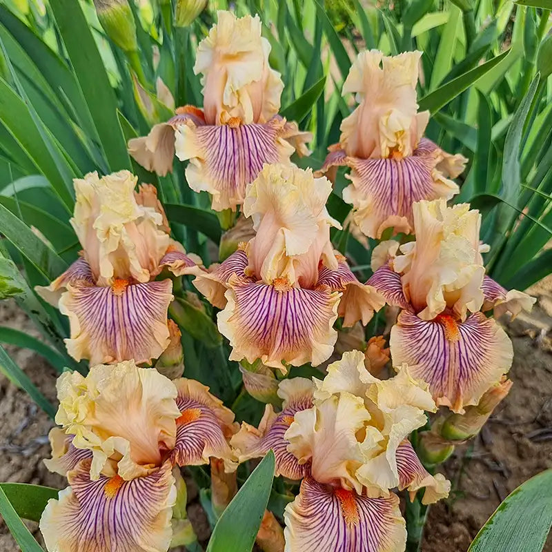 Home 10 Irises b99179dc bf90 41e6 b83f 2c7788ac2709