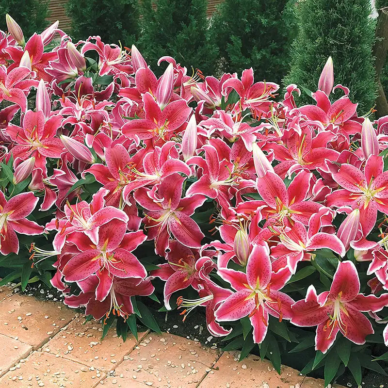 Home 13 Lilies 6bc41313 abb5 465a a1c5 a4629ea071ff 1
