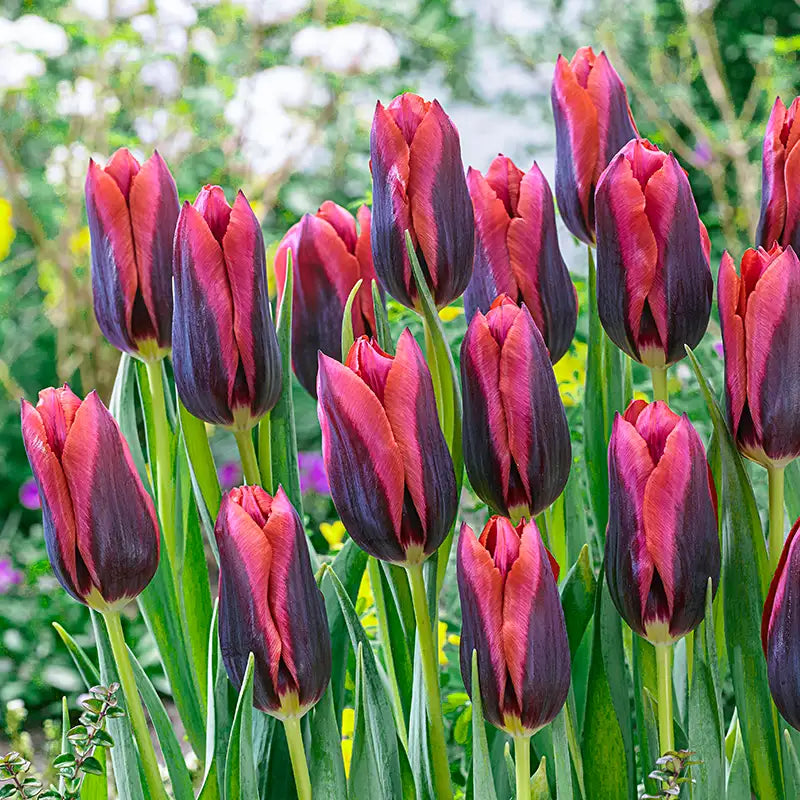 Home 11 Tulips