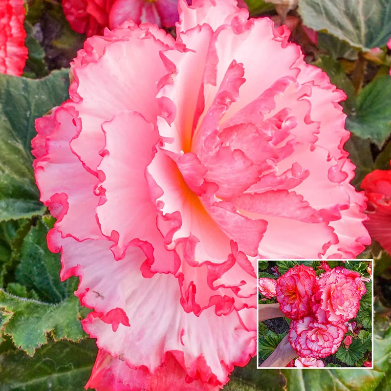 AmeriHybridÂ® Picotee White-Pink Begonia