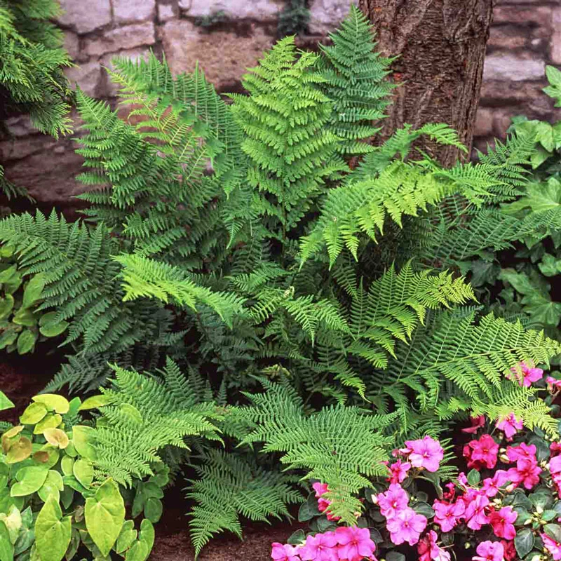 Lady Hardy Fern