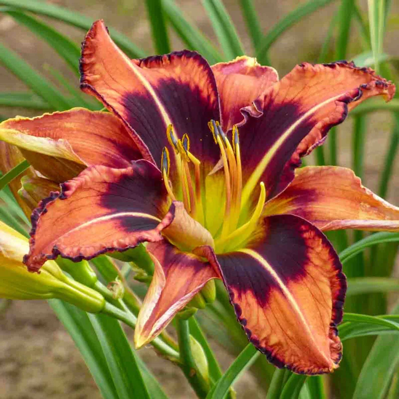 Bee Dance Reblooming Daylily