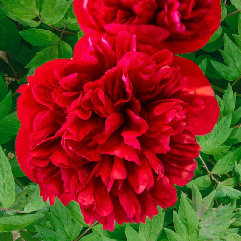 Diana Parks Peony