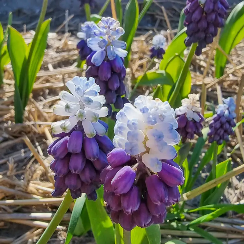 Grape Ice Grape Hyacinth
