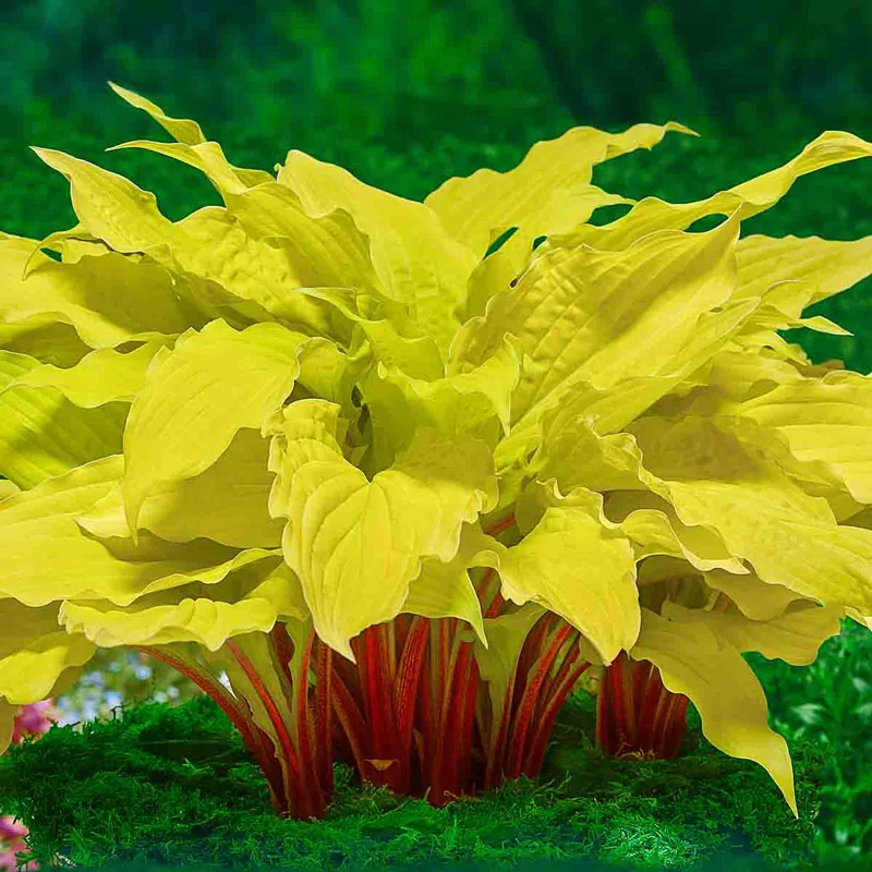 1021-lipstick-blonde-hosta-1.webp