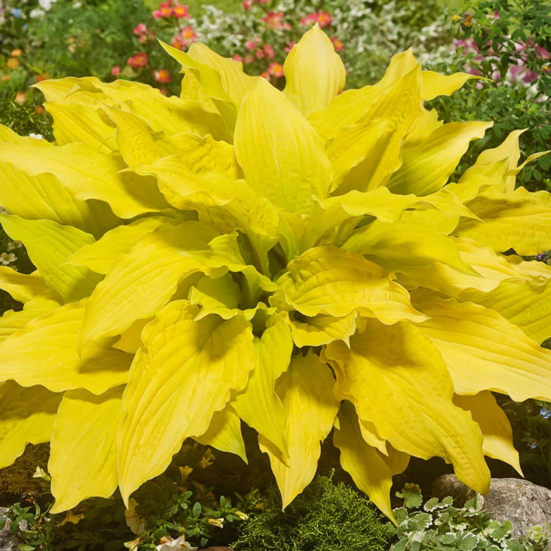 1021-lipstick-blonde-hosta-1.webp