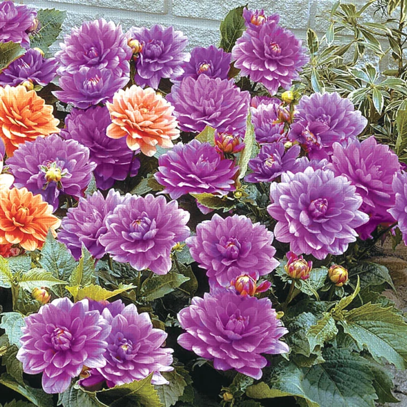 Bluesette Dahlia