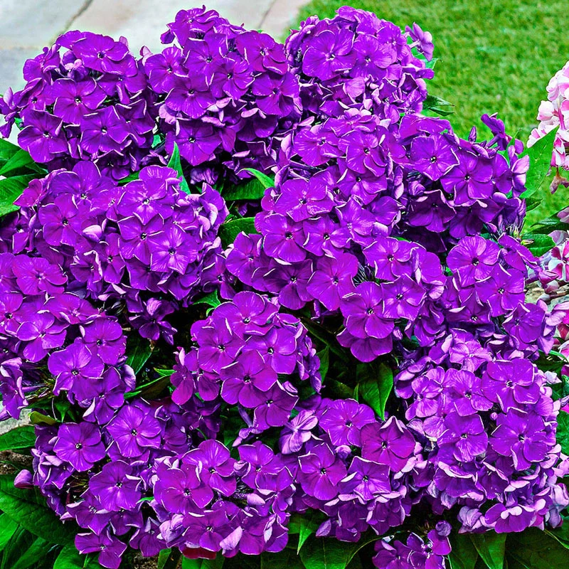 Desire BambiniÂ® Phlox