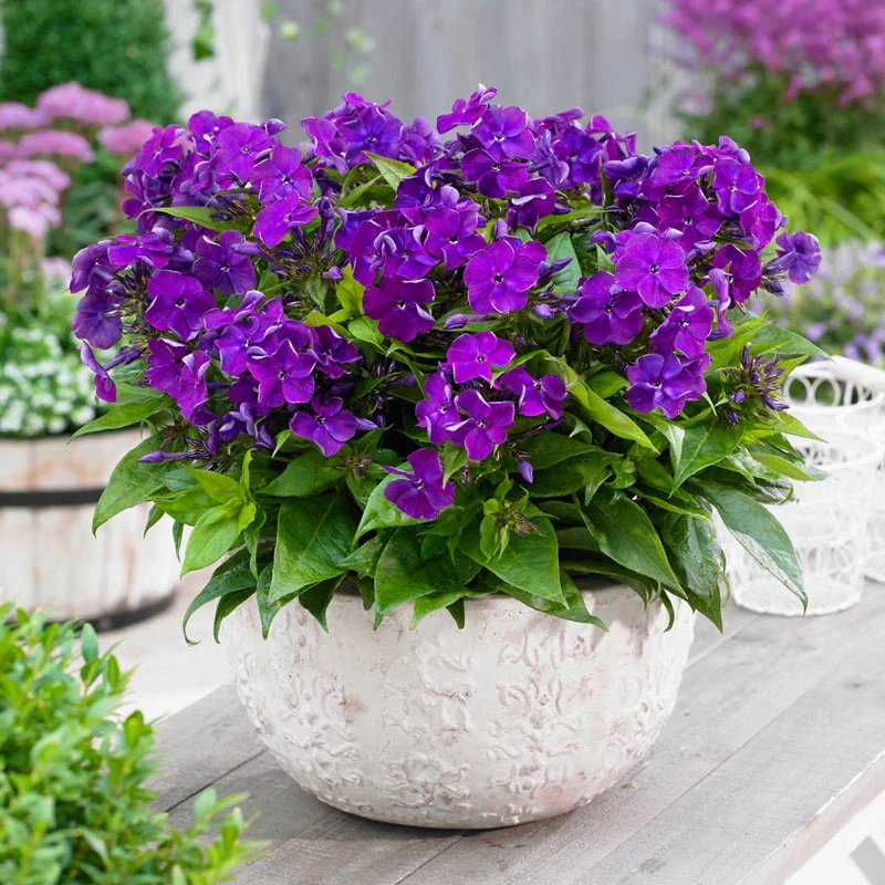 Desire Bambini® Phlox