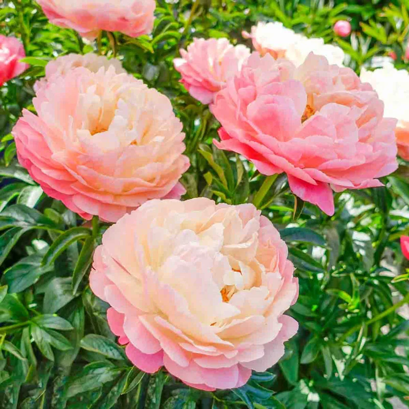 Coral Sunset Peony