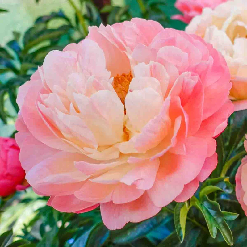 Coral Sunset Peony