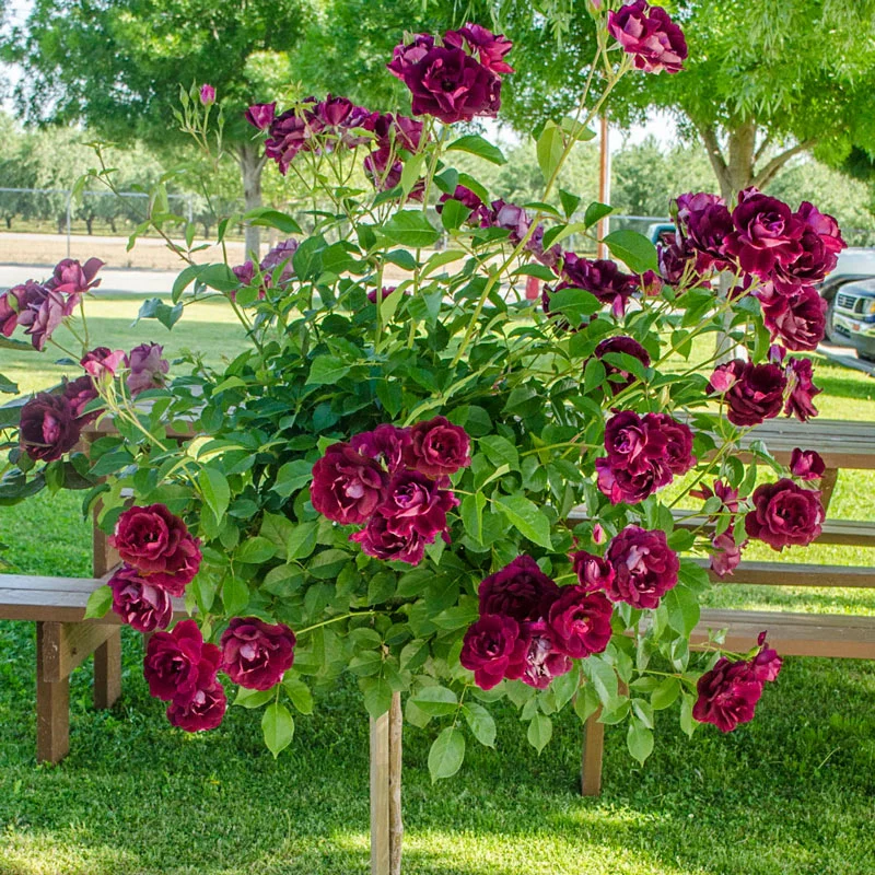 Burgundy Iceberg 24" Tree Rose
