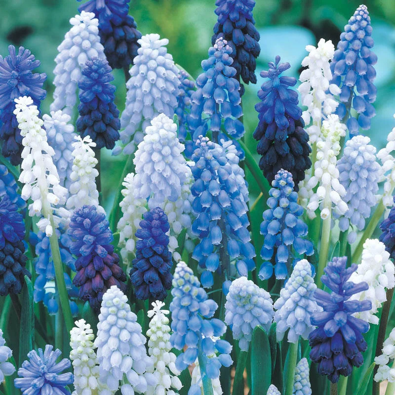 Grape Hyacinth Mixture 1 1048-grape-hyacinth-mixture-1.webp