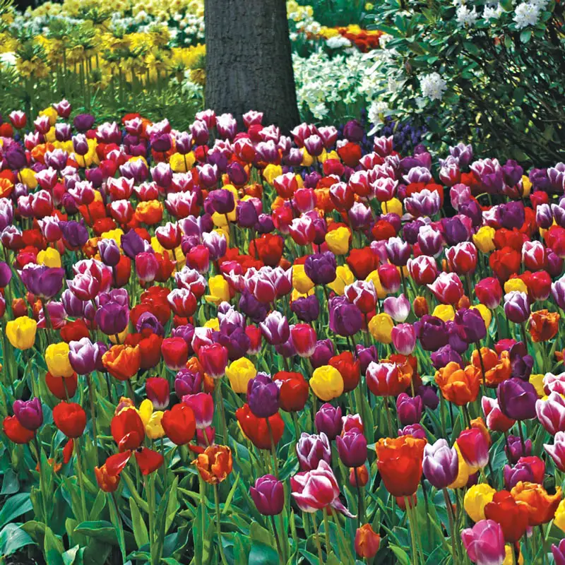 2 Months of Long-Stemmed Flowering Tulips Mixture
