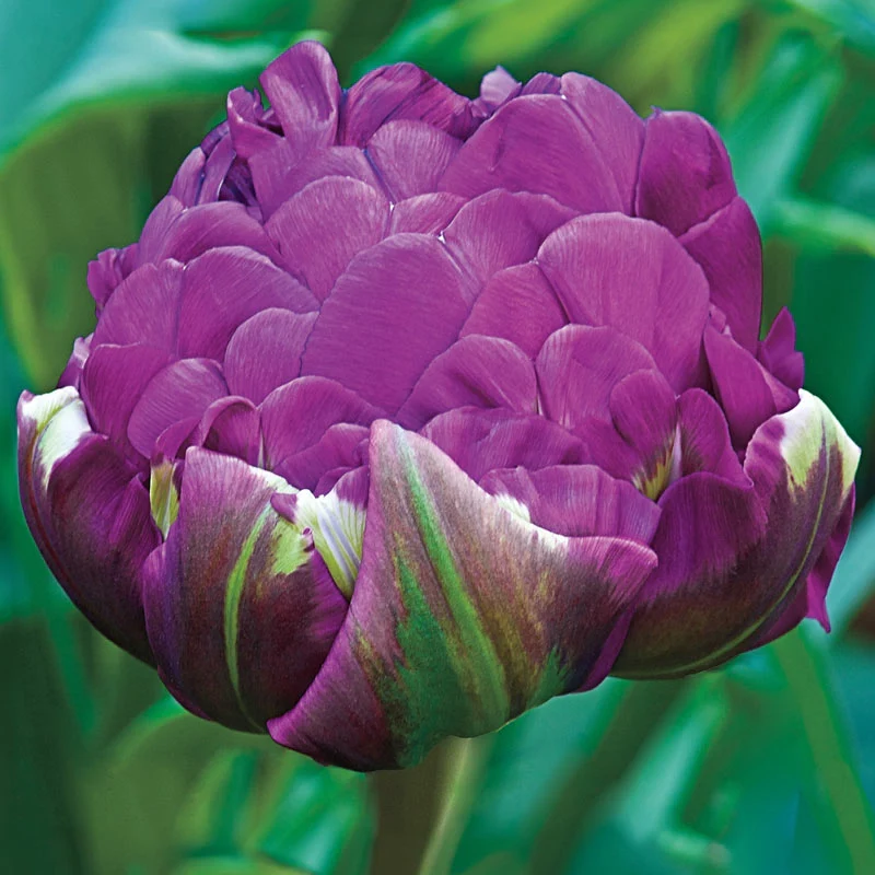 Negrita Double Tulip