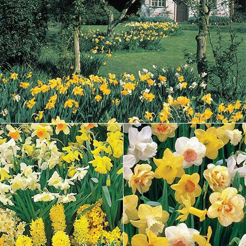 Three Months of Daffodils 1 1051-three-months-of-daffodils-1.jpg
