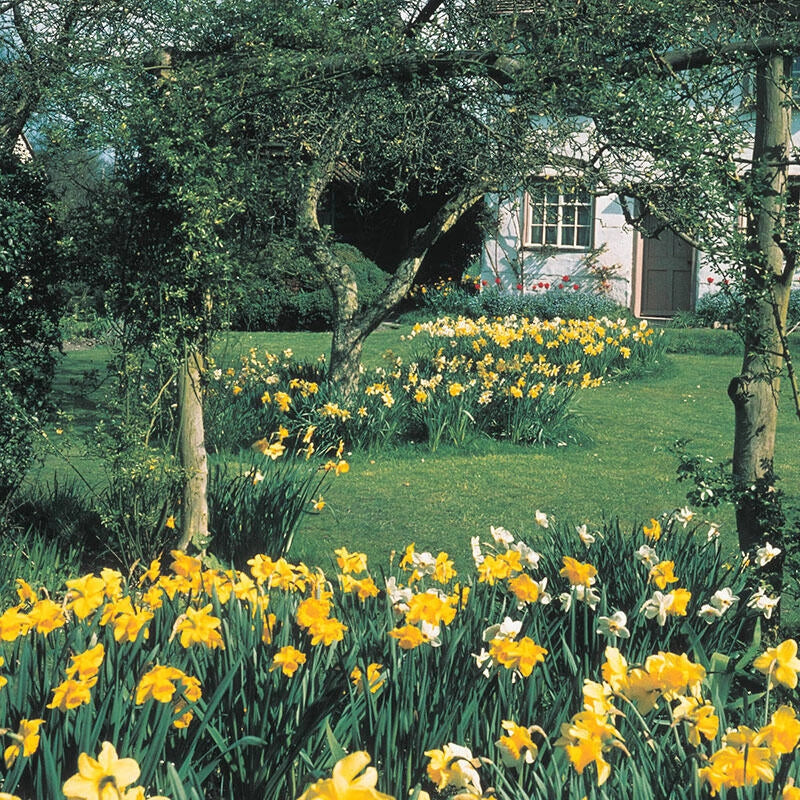 1051-three-months-of-daffodils-1.jpg