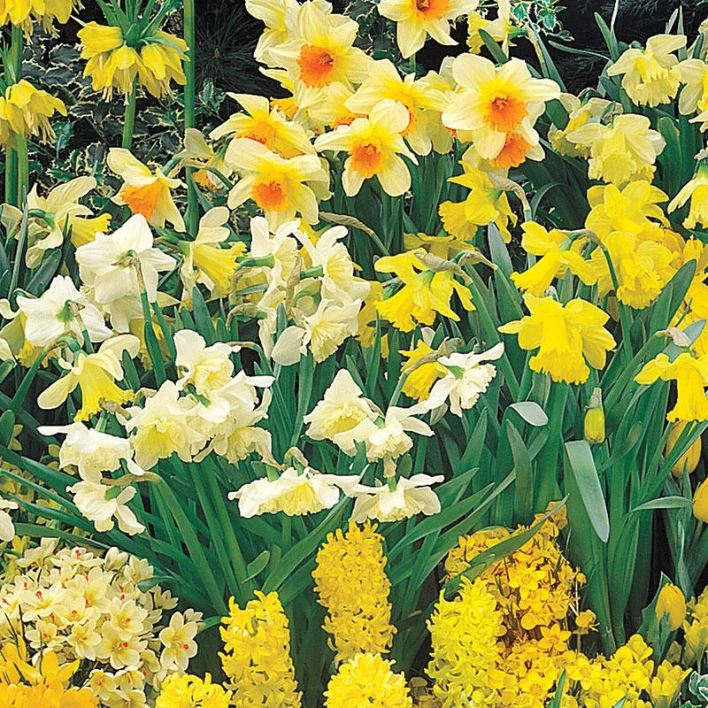1051-three-months-of-daffodils-1.jpg