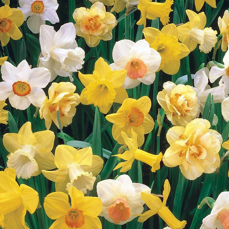 1051-three-months-of-daffodils-1.jpg