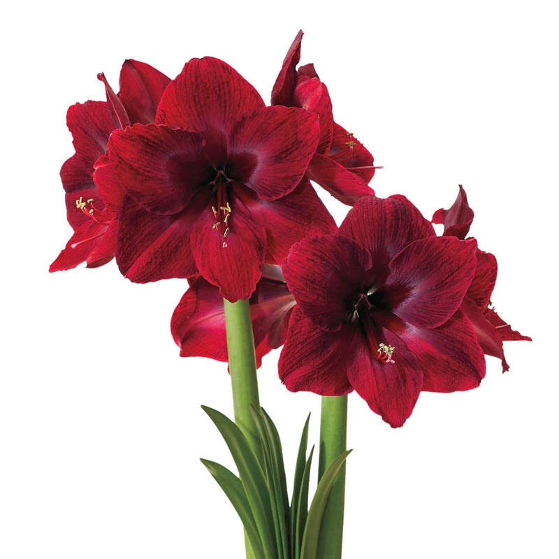 Red Pearl Amaryllis Bulb