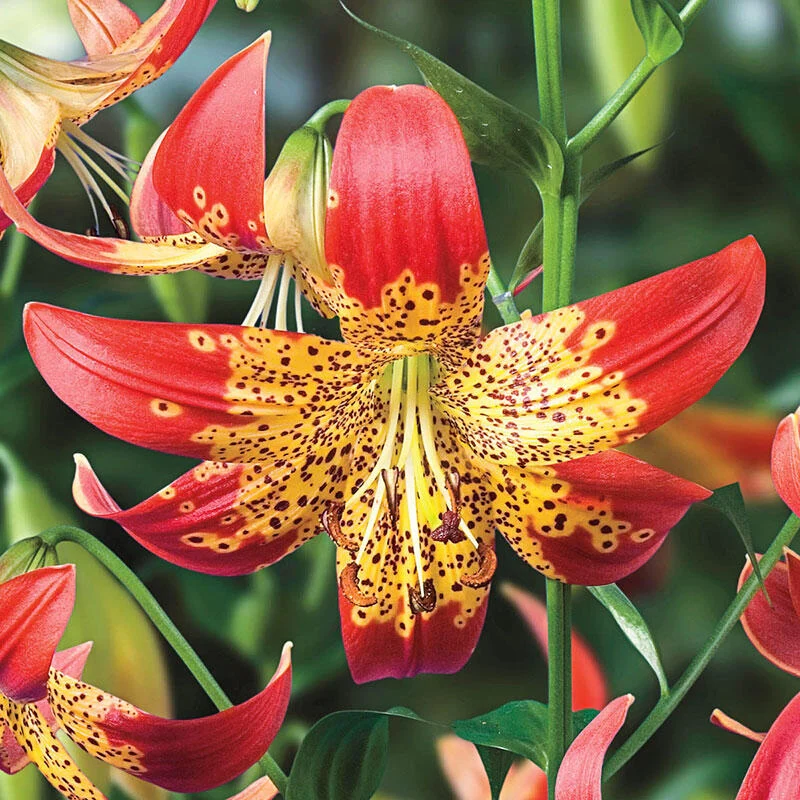 FusionÂ® Lily
