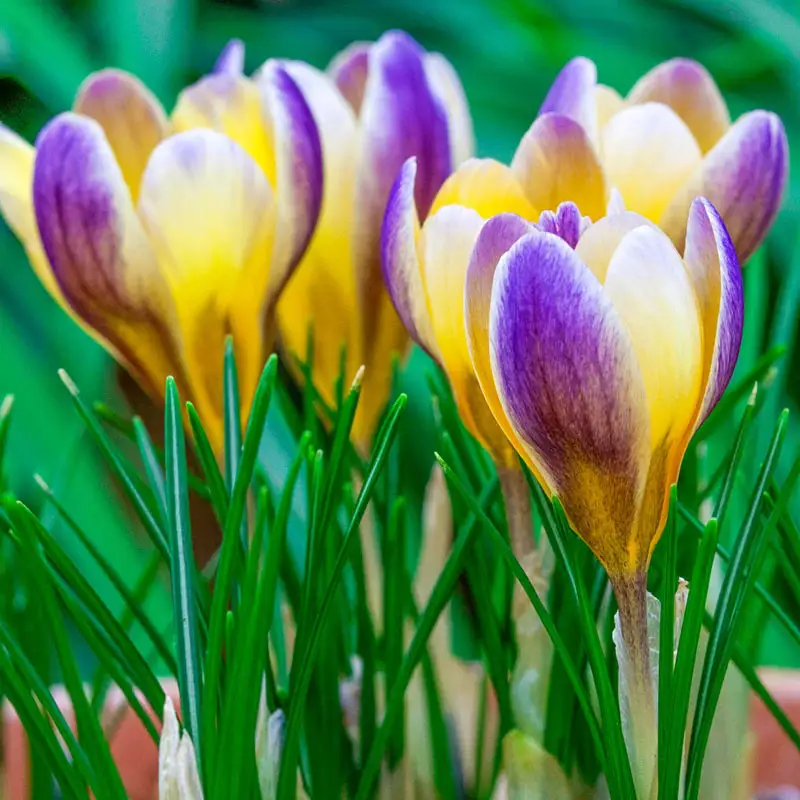 Advance Snow Crocus