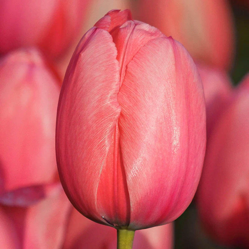 1064-guinevere-jumbo-perennial-tulip-1.webp