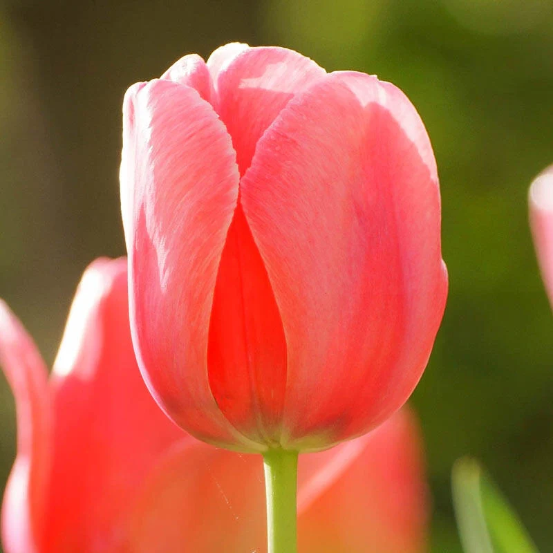 1064-guinevere-jumbo-perennial-tulip-1.webp