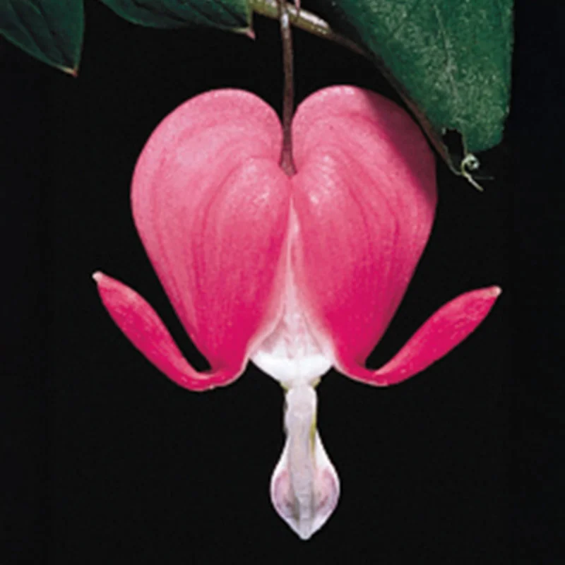 Old-Fashioned Bleeding Heart