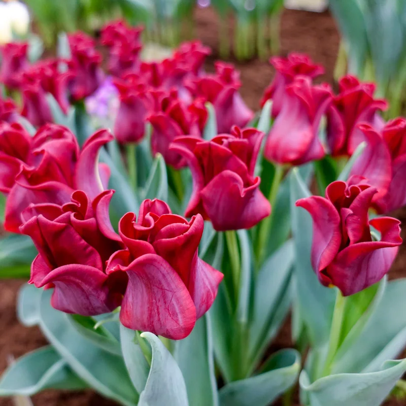 1066-red-dress-tulip-1.webp