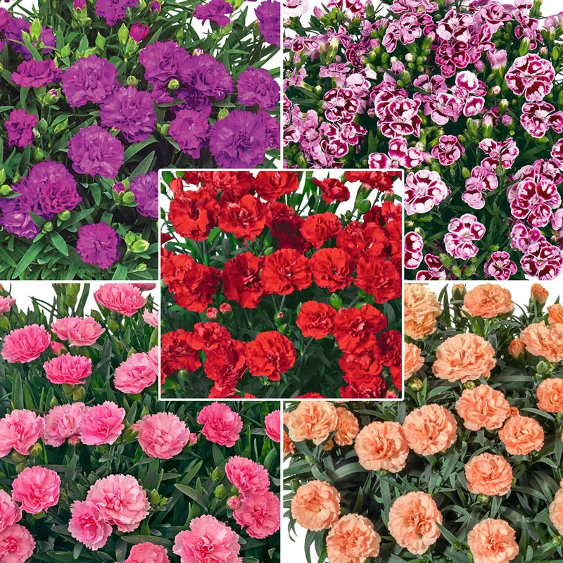Fragrant Carnation Collection