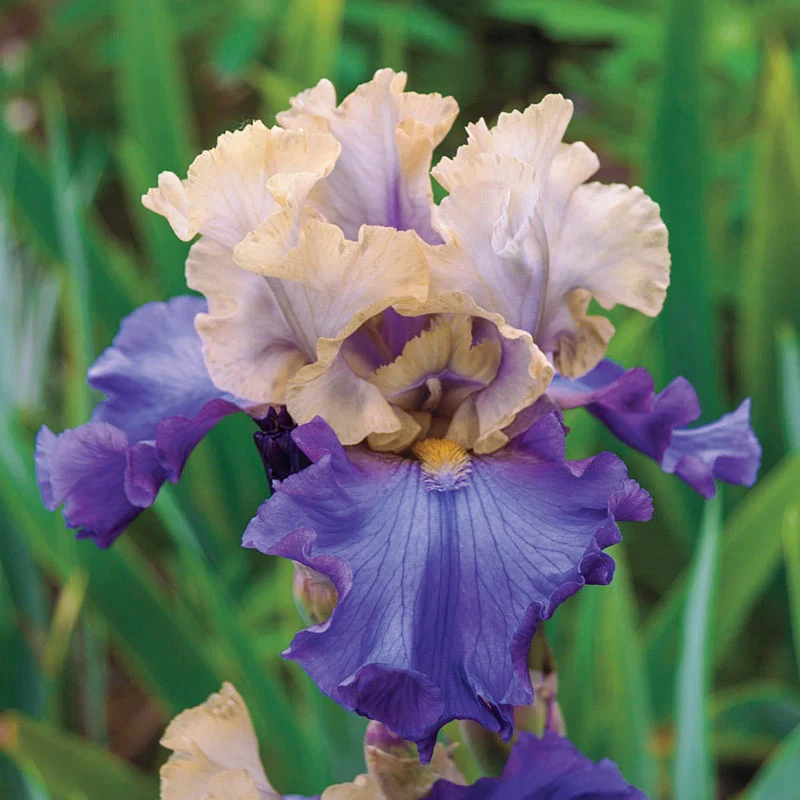 1073-recurring-delight-reblooming-bearded-iris-1.webp