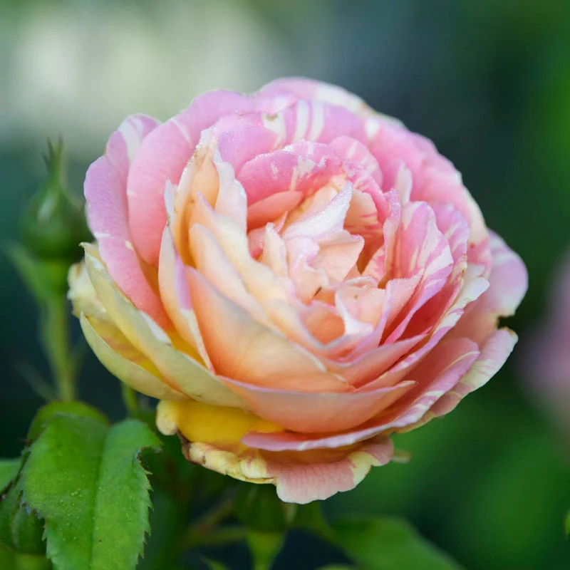 Pop Artâ¢  Grandiflora Rose