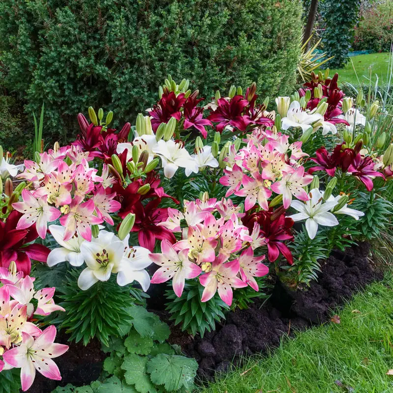 1076-hugs-and-kisses-carpet-border-lily-mixture-1.webp