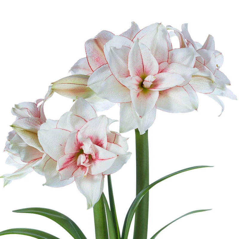 Elvas Double Amaryllis Bulb