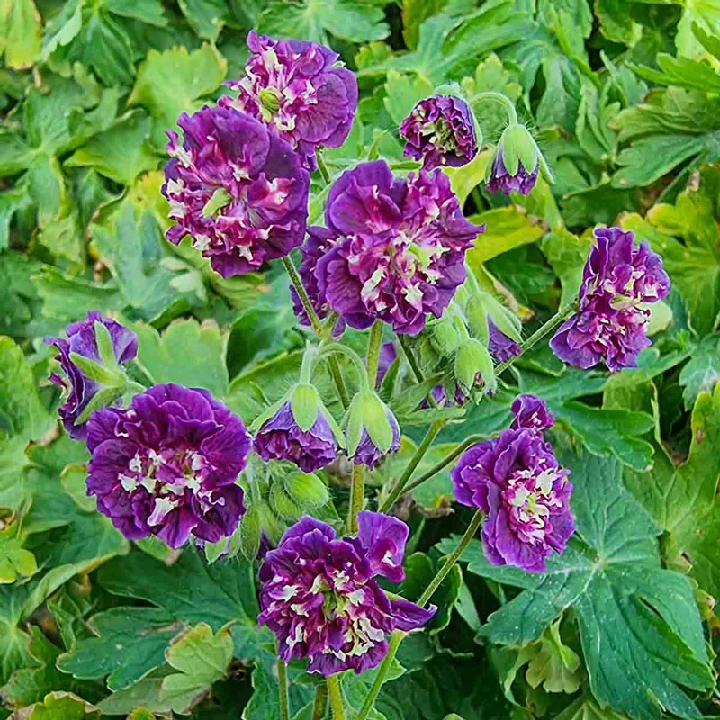 Joseph Green Hardy Geranium