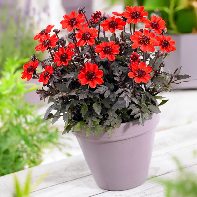 Pulp Fiction Dahlia