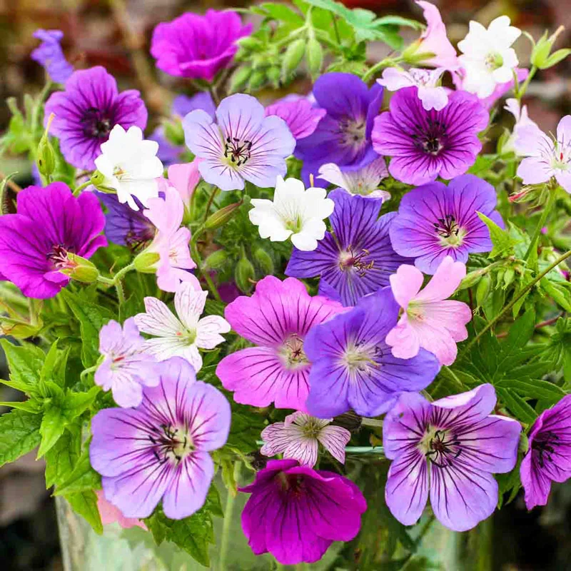 1094-hardy-geranium-mixture-super-sak–1.webp