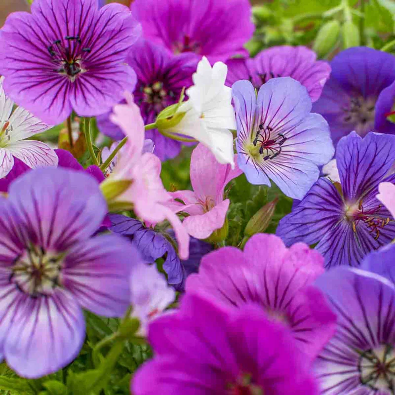 1094-hardy-geranium-mixture-super-sak–1.webp