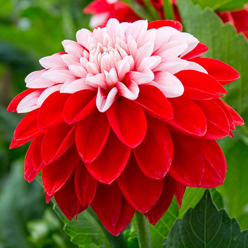 1097-olga-s-light-dahlia-1.webp