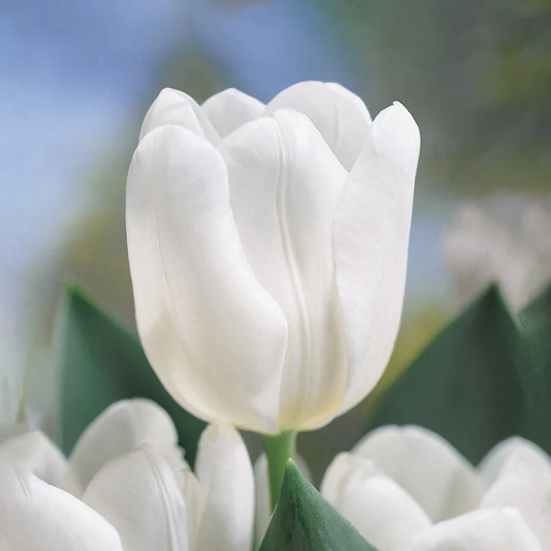Garden Pillar Tulip Collection