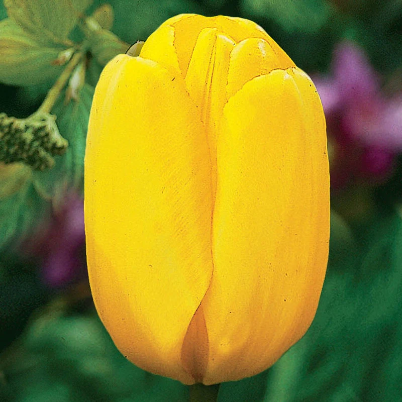 11-garden-pillar-tulip-collection-1.webp