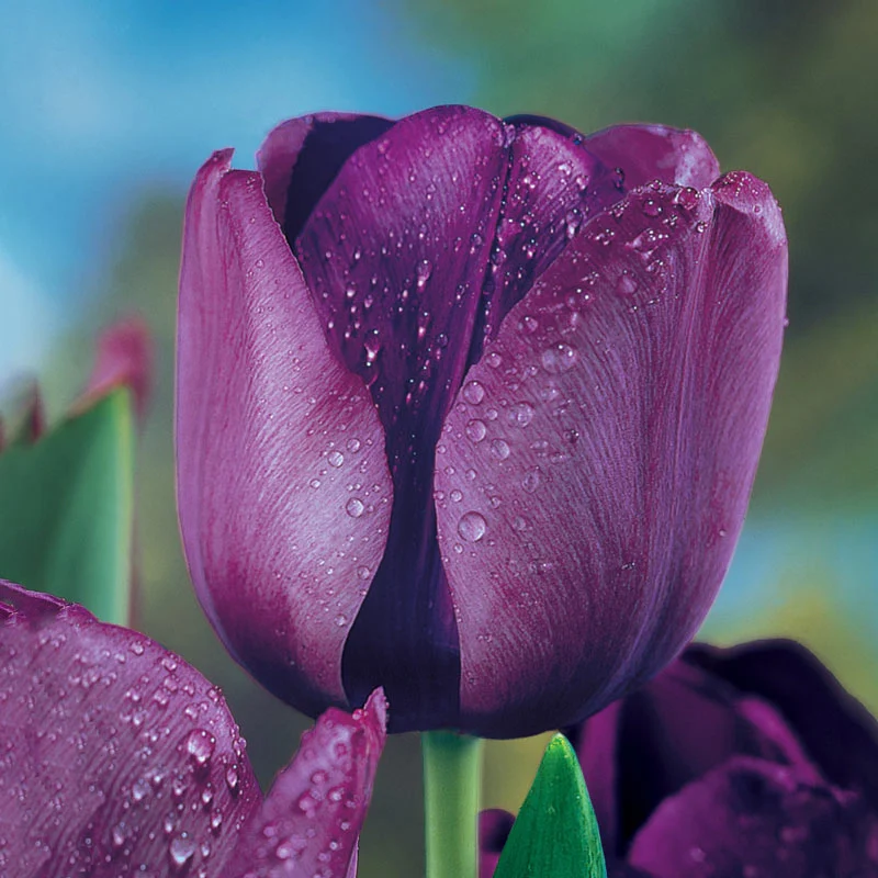 11-garden-pillar-tulip-collection-1.webp
