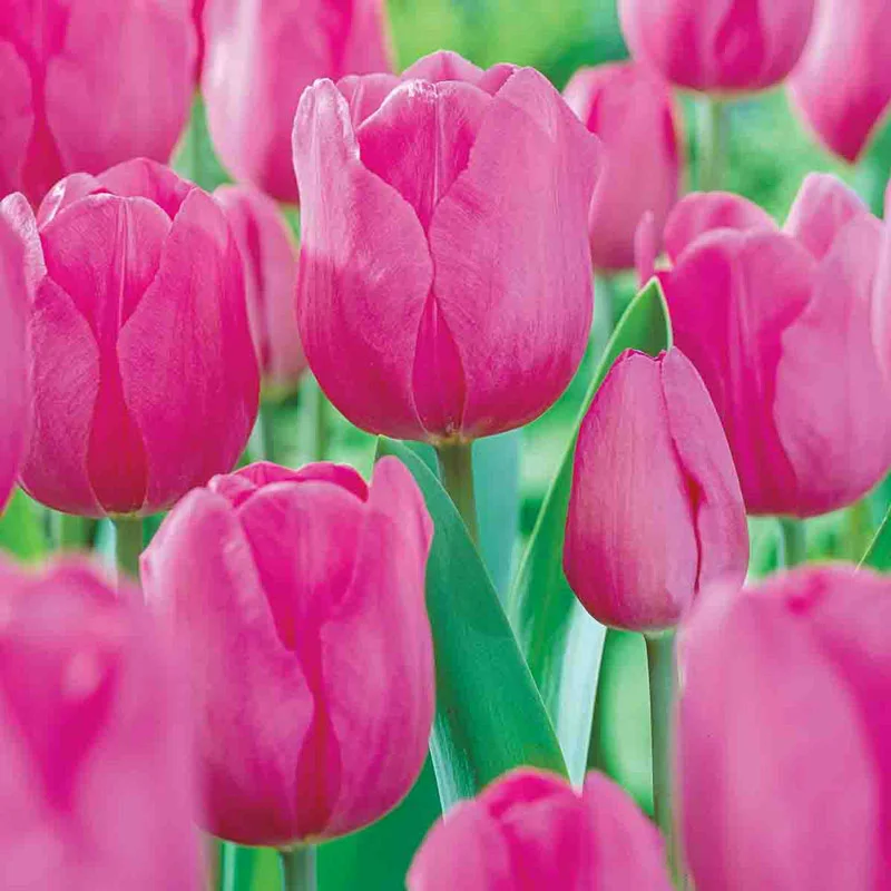 11-garden-pillar-tulip-collection-1.webp
