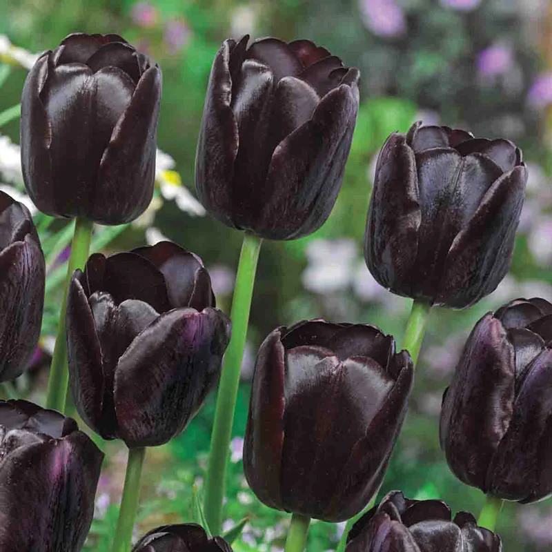 11-garden-pillar-tulip-collection-1.webp